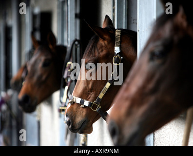 Attendre les chevaux dans les écuries à Kempton Park Racetrack Banque D'Images