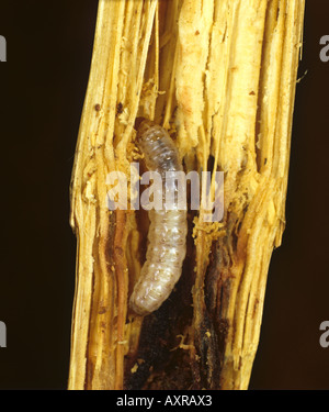 Partellius manomannette tacheté borer Chilo caterpillar dans une tige de sorgho endommagées Banque D'Images