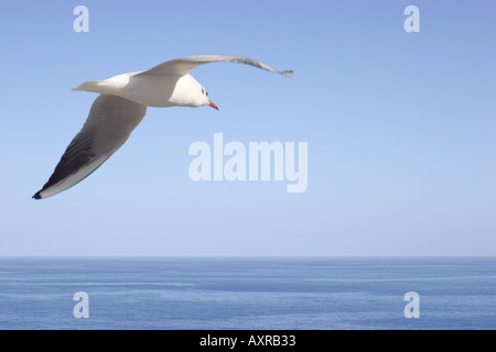 White Gull Larus ridibundus océan sur planeur ou juvéniles Mouette noir adultes hiver Banque D'Images