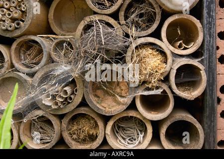 Les cannes placées dans jardin pour fournir une maison pour les insectes Banque D'Images