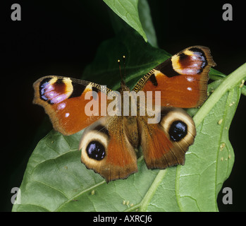 Peacock butterfly (Aglais io) avec ailes déployées au repos Banque D'Images