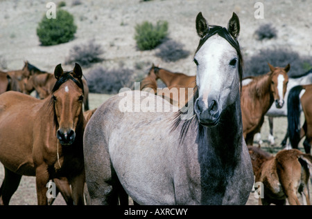 Un groupe de chevaux sauvages mustang barbe espagnol mené par un étalon de Medicine Hat dans le centre du Nouveau-Mexique Banque D'Images