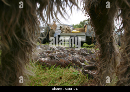 En regardant à travers les jambes d'une arme à feu les chiens chez le jour s sac de tétras du Canada sur un shoot Yorkshire Banque D'Images