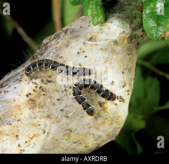 Eriogaster lanestris petite eggar espèce de chenilles sur la tente nid construit dans un chêne Banque D'Images