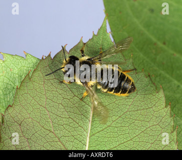 Abeille Megachile centuncularis coupeuses de feuilles sur une feuille de rose Banque D'Images