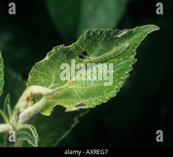Les fruits d'été tortrix Adoxophyes orana caterpillar dans un pli de la feuille d'apple Banque D'Images