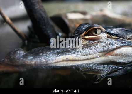 Dans la rivière Alligator pièce scout à l'Aquarium de Géorgie à Atlanta Banque D'Images