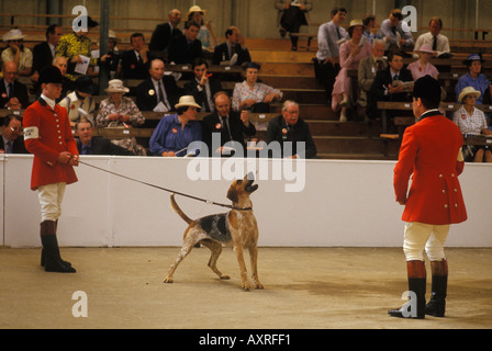 Doghound au Festival of Hunting, Hound show East of England County show Peterborough Cambridgeshire Angleterre des années 1980 UK HOMER SYKES Banque D'Images