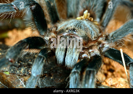 Close up de Tarantula head en Amazonie équatorienne Banque D'Images