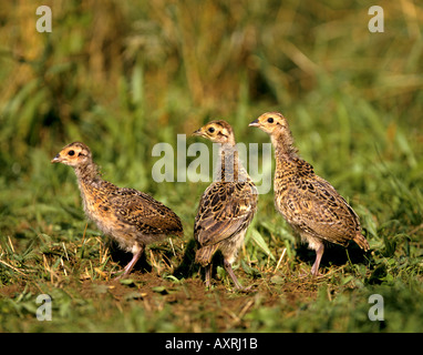 TCommon Faisan, Faisan de Colchide (Phasianus colchius). Trois poussins sur l'herbe. Banque D'Images