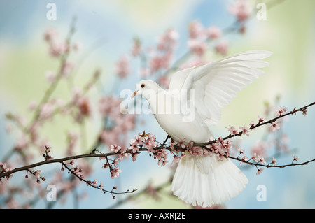 White Dove (Streptopelia roseogrisea) sur les rameaux florifères Banque D'Images