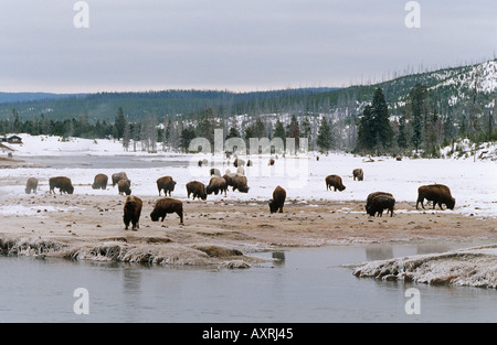 En hiver, le troupeau de bisons (Bison bison d'eau Banque D'Images