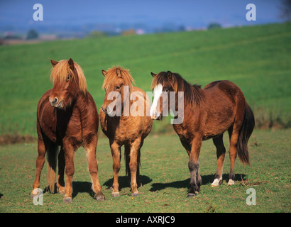 Trois chevaux Islandais standing on meadow Banque D'Images