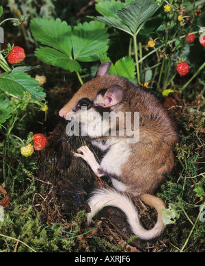 Loir jardin Eliomys quercinus Banque D'Images