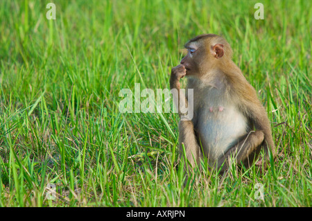 Macaque à queue de cochon Macaca nemestrina assis dans l'herbe au bord de la forêt tropicale du Parc national de Khao Yai Thaïlande Banque D'Images