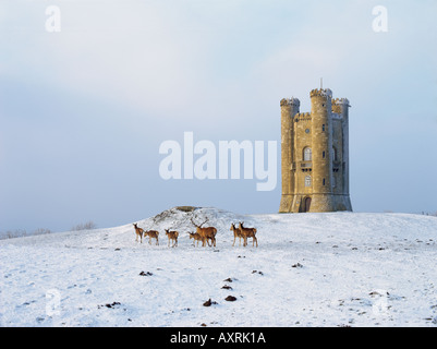 Un jour d'hiver après la neige un grand troupeau de cerfs près de Broadway Tower dans les Cotswolds Banque D'Images