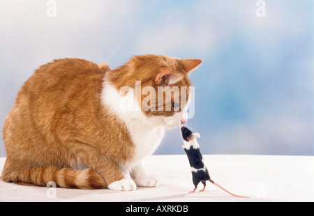 Amitié animal : chat et souris Banque D'Images