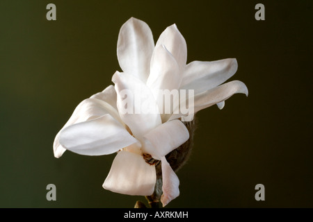 MAGNOLIA STELLATA AGA nénuphar Banque D'Images