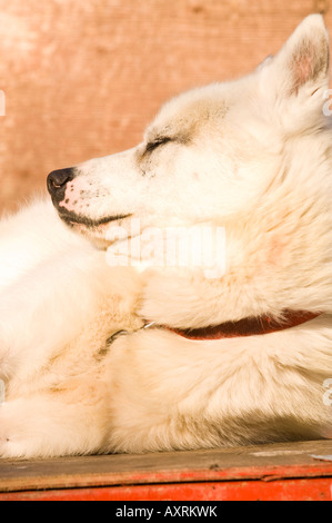 Un chien INUIT CANADIENNE repose dans les chenils de traîneaux WINTERGREEN LODGE Banque D'Images