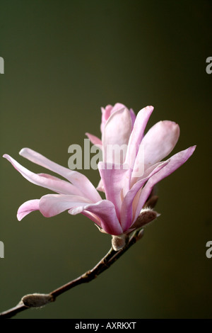 MAGNOLIA X LOEBNERI LEONARD MESSEL AGM Banque D'Images