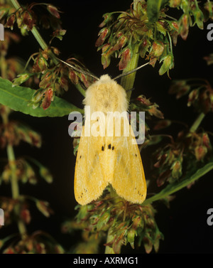 Buff hyponomeute du pommier (Spilarctia luteum) papillon adulte Banque D'Images