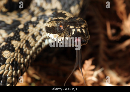 L'additionneur de Vipera berus avec d'effleurement de la langue Banque D'Images