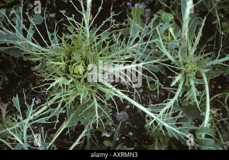 Plantes chou les veines à dépouillé par grand papillon blanc Pieris brassicae chenilles Banque D'Images