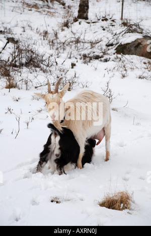 Soins infirmiers bébé chèvre dans la neige Banque D'Images