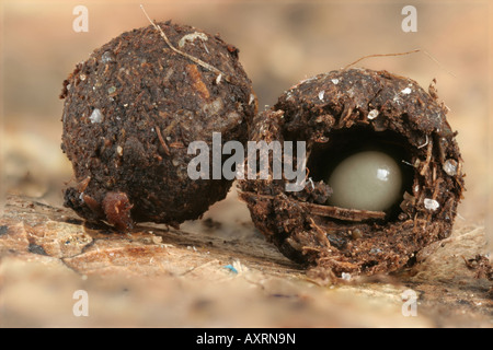 Oeufs et des oeufs d'un mille-pattes géant américain, Narceus americanus. Banque D'Images