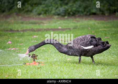 Am Schwan Wasserhahn, Black Swan avec robinet, Cygnus atratus watertap Banque D'Images