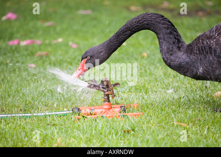 Am Schwan Wasserhahn, Black Swan avec robinet, Cygnus atratus watertap Banque D'Images