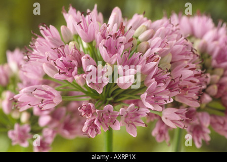 L'ail Allium angulosum (souris) Banque D'Images