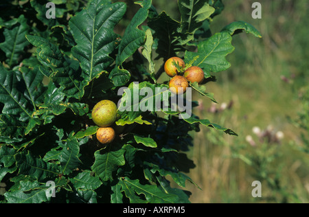 Andricus kollari wasp gall en marbre ou en chêne galles pommes sur un jeune arbre de chêne Banque D'Images
