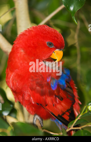 Red Lory au Lowry Park Zoo Tampa FL USA Banque D'Images