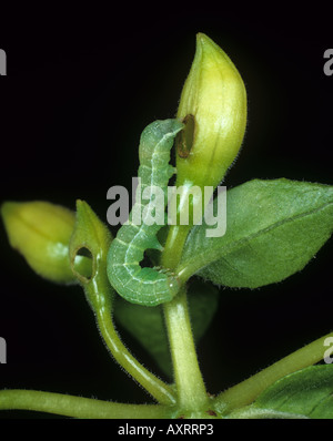 Assombri drab moth Mamestra brassicae caterpillar se nourrissent d'une fleur fuchsia Banque D'Images