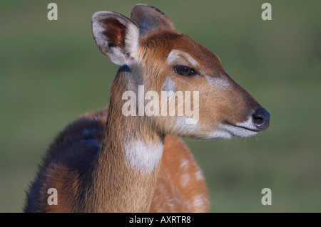 Sitatunga Tragelaphus spekei Banque D'Images