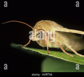 Cotton bollworm, l'épi de maïs ou de tomate Helicoverpa armigera pyrale papillon sur feuille de coton Banque D'Images