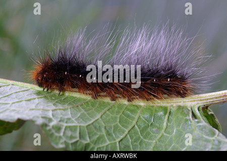 Les larves d'Arctia caja jardin Tiger sur Potton dock Bedfordshire Banque D'Images