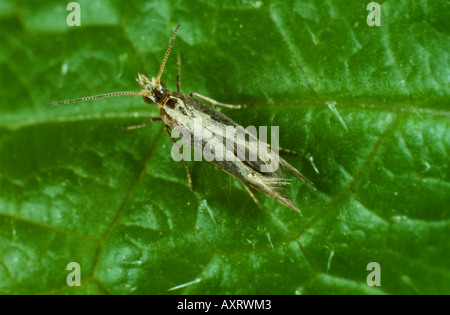 Teigne des crucifères Plutella xylostella papillon sur feuille de chou chinois Banque D'Images