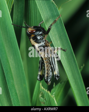 Le criquet pèlerin Schistocerca gregaria trémie immatures sur le blé Banque D'Images