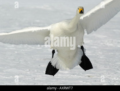 Cygne chanteur Cygnus cygnus en adultes à la terre en vol vol Mashu ko l'île d'Hokkaido au Japon Banque D'Images