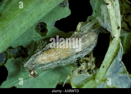 Teigne des crucifères Plutella xylostella cocon de nymphose sur une feuille de chou Banque D'Images