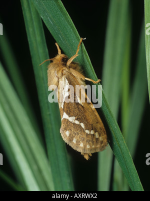 Papillon des papillons (Korscheltellus lupulina) adulte Banque D'Images