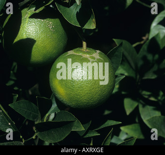 Alimentation de marque circulaire Scircothrips aurantii agrumes thrips sur fruits orange Banque D'Images