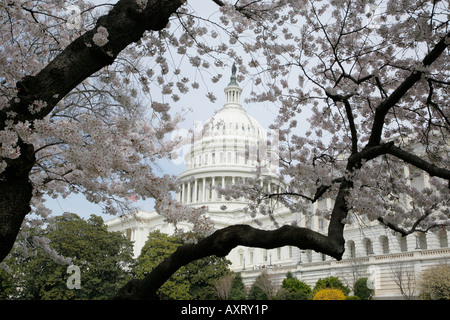 Capitol Building, fleurs de cerisier, Washington DC, USA Banque D'Images