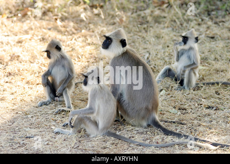 Singes du Sri Lanka - groupe de langur gris, ( Semnopithecus entellus ), singe de l'ancien monde, sur le sol à Polonnaruwa, primate du Sri Lanka. Banque D'Images