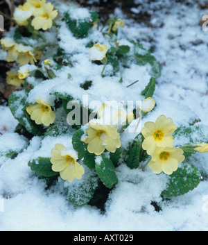 Primevères Primula vulgaris dans la neige Banque D'Images