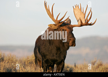 Un orignal mâle pose royalement dans l'armoise de Grand Teton National Park, Wyoming, USA.