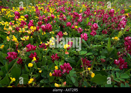 Astragale Astragalus danicus pourpre et la vesce Horseshoe Hippocrepis comosa wild flower meadow andalousie Banque D'Images