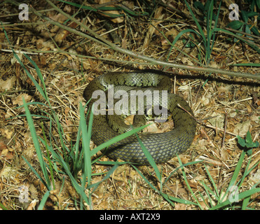 Des profils couleuvre Natrix natrix Natrix recroquevillé dans l'habitat typique Banque D'Images